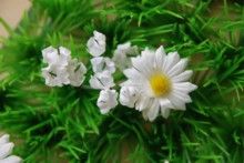 Flowers_3