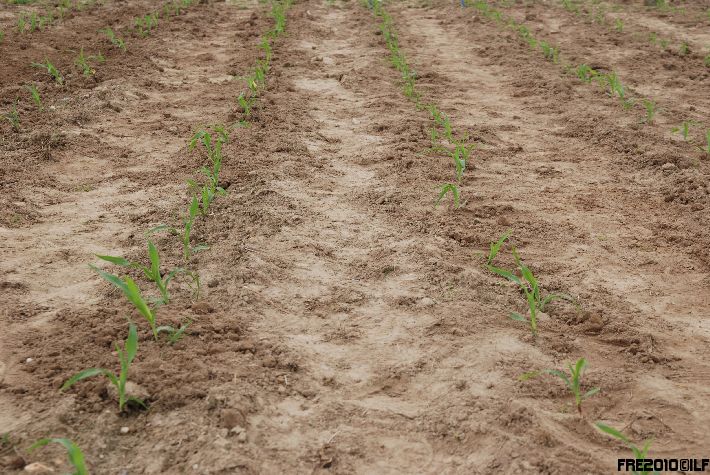 Maize_02